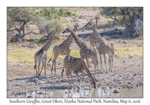 Southern Giraffes