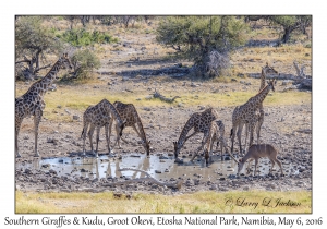 Southern Giraffes