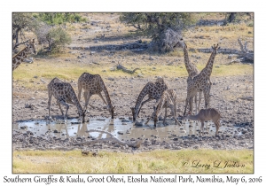 Southern Giraffes