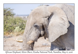 African Elephant, bull