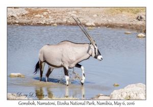Gemsbok