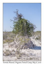Termite Mound