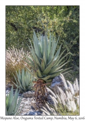 Mopane Aloe