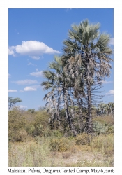 Makalani Palms