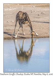 Southern Giraffe