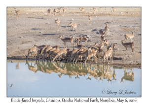 Black-faced Impala