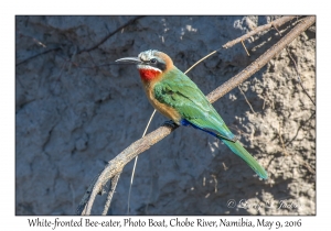 White-fronted Bee-eater