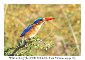 Malachite Kingfisher