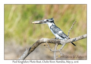 Pied Kingfisher