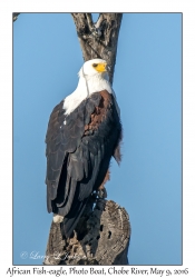 African Fish-eagle