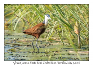 African Jacana