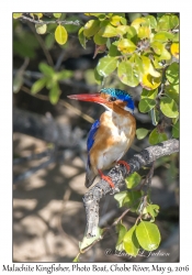 Malachite Kingfisher