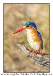 Malachite Kingfisher