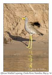 African Wattled Lapwing