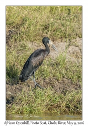 African Openbill