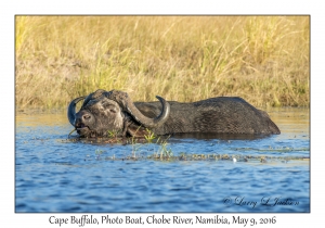 Cape Buffalo