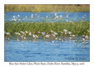 Blue Star Water Lilies