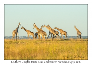 Southern Giraffes