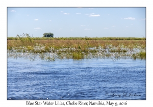 Blue Star Water Lilies