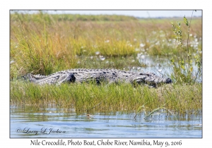 Nile Crocodile