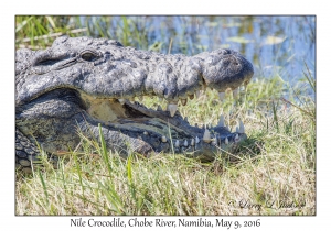 Nile Crocodile