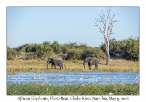 African Elephants