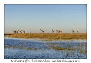 Southern Giraffes