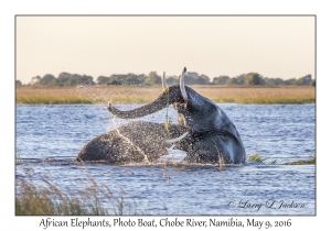 African Elephants