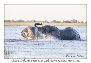 African Elephants