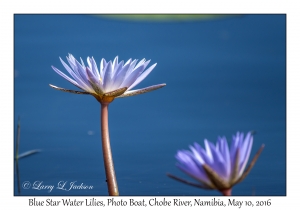 Blue Star Water Lilies