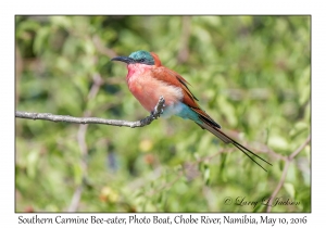 Southern Carmine Bee-eater