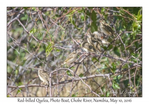 Red-billed Quelea