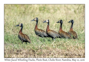 White-faced Whistling Ducks