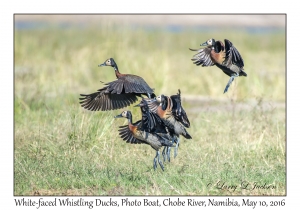 White-faced Whistling Ducks