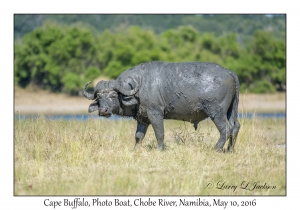 Cape Buffalo