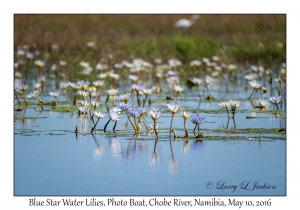 Blue Star Water Lilies