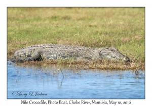 Nile Crocodile