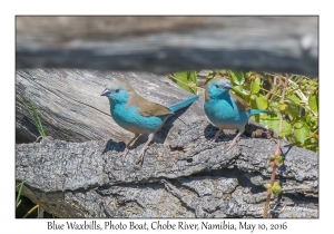 Blue Waxbills