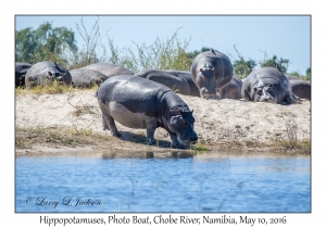 Hippopotamus