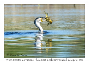 White-breasted Cormorant