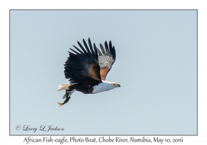 African Fish-eagle