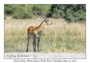 Red Lechwe