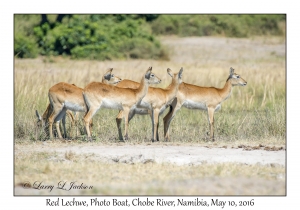 Red Lechwe