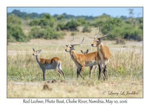 Red Lechwe