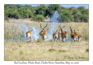 Red Lechwe