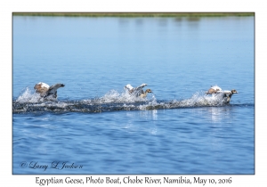 Egyptian Geese