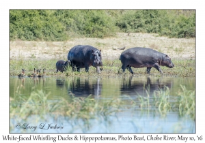 Hippopotamus