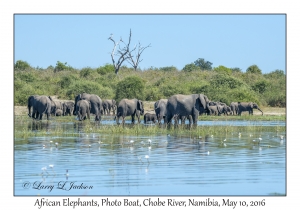 African Elephants