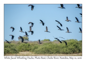 White-faced Whistling Ducks