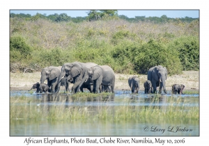 African Elephants